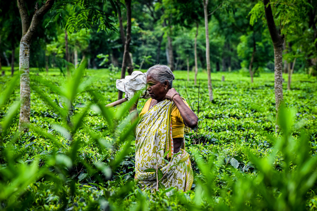 Nurturing Forests For Tomorrow's Feasts
